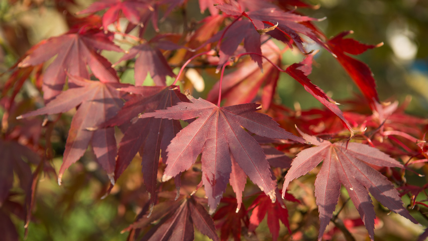 Acer Palmatum