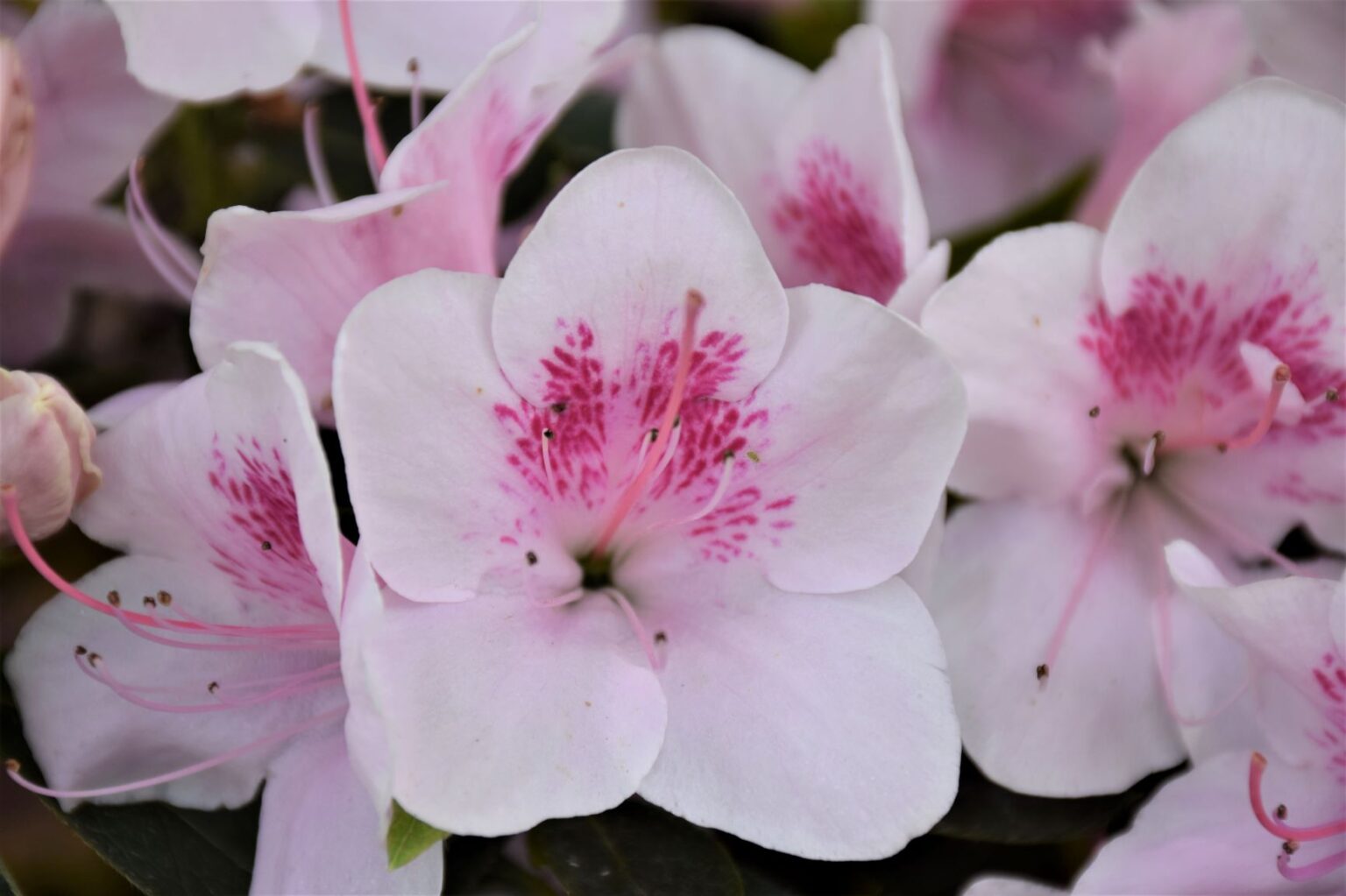 Azalea-japonica_Kwekerij-De-Waele-Wilwoodii-1536x1023