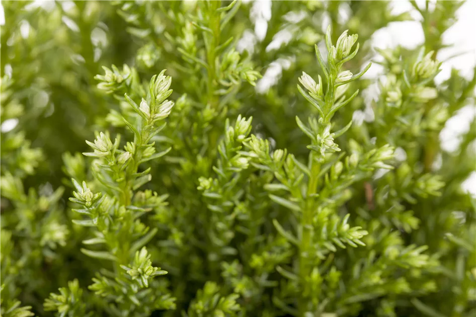 Chamaecyparis-Lawsoniana-‘Snow-White