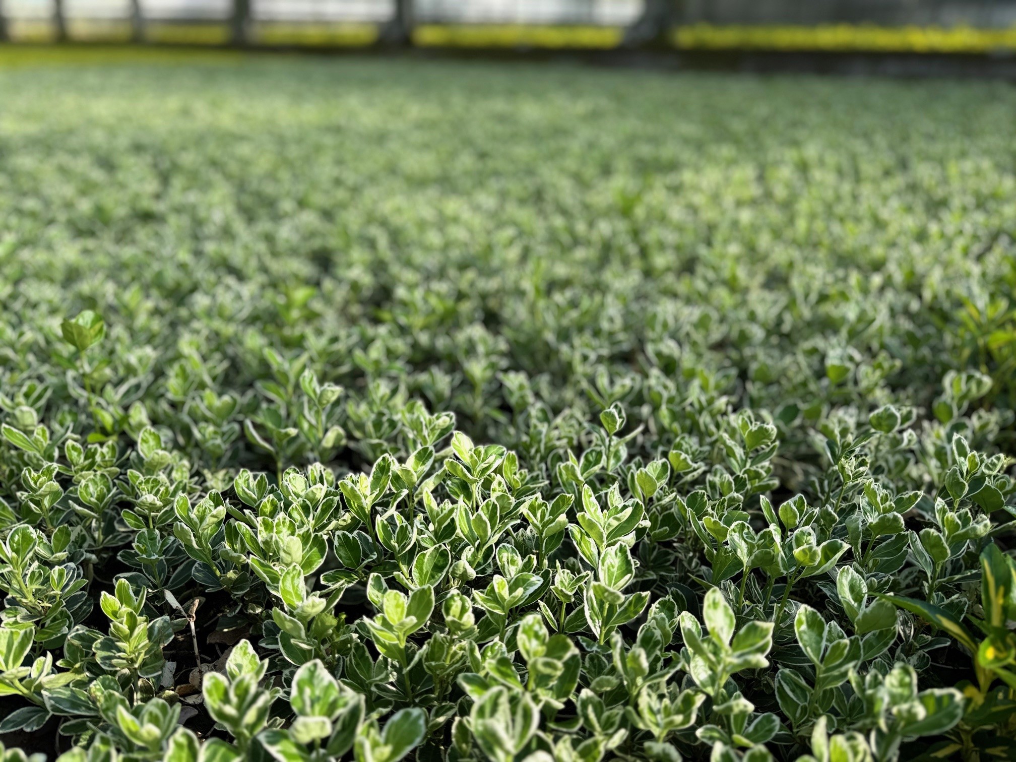 Euonymus__kwekerij-De-Waele-Wilwoodii