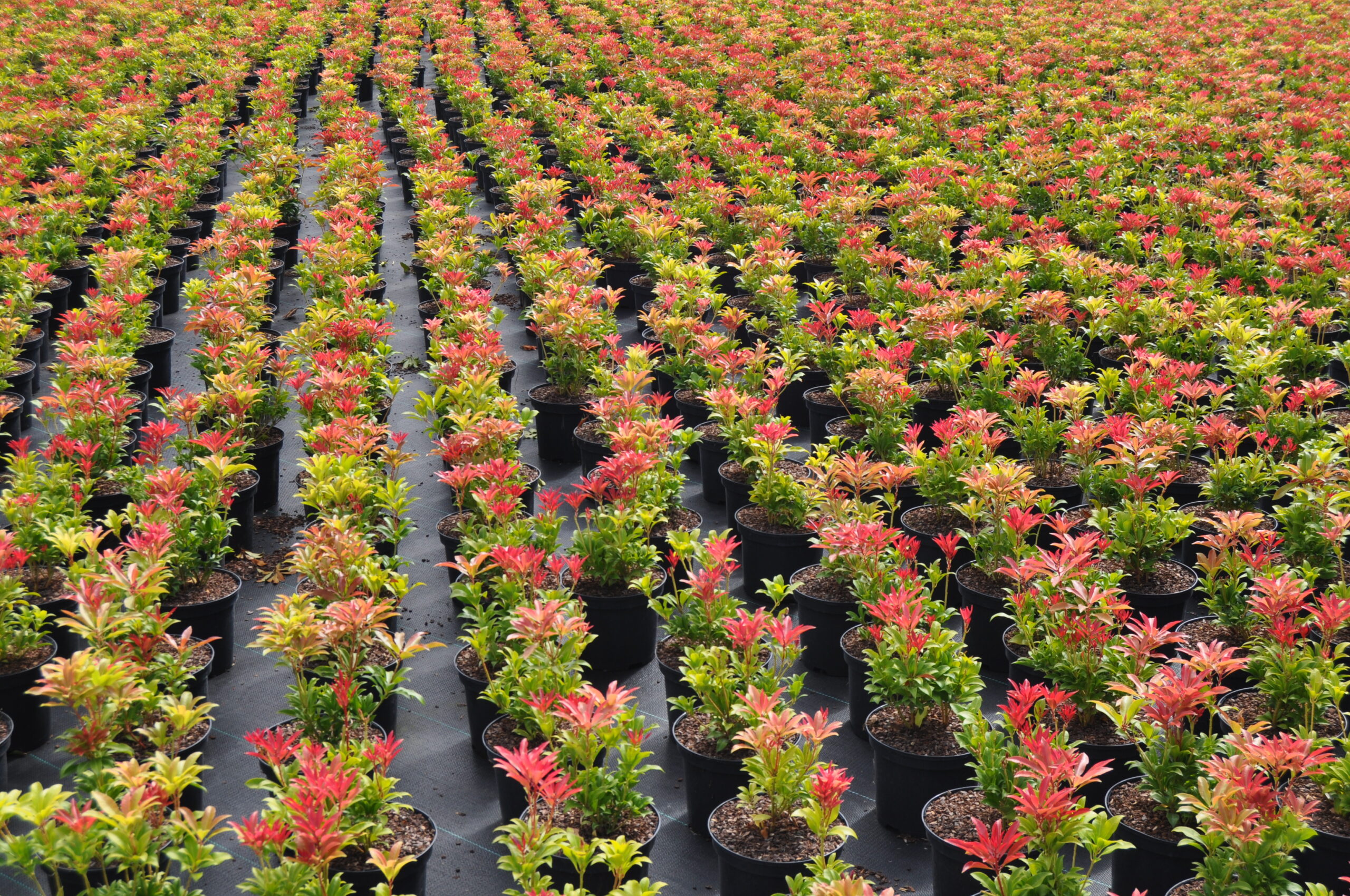 Pieris - Ready for garden