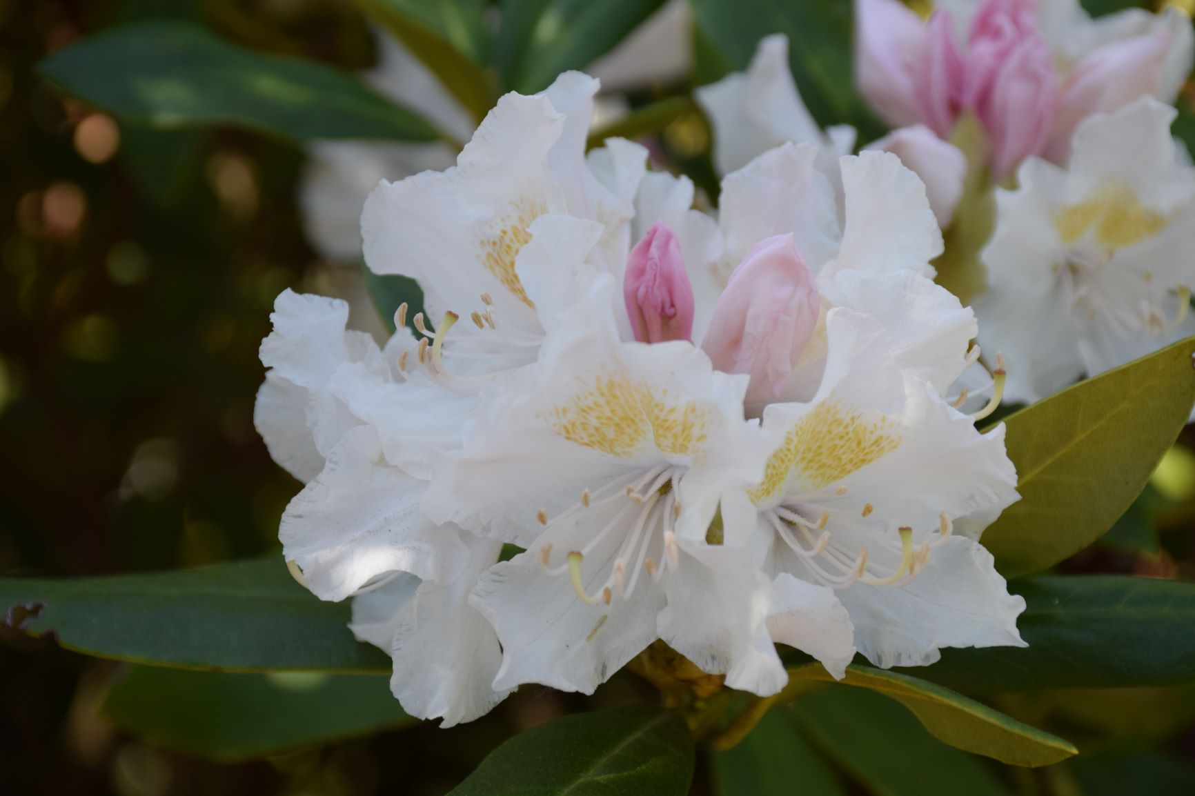 Rhododendron-Cunninghams-White-Kwekerij-De-Waele-Wilwoodii