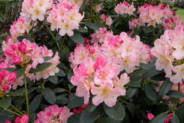 fotos-rhododendron-067-r2spmyi15y73bg6xm3n5vza29la90xajqnkz5upe3k